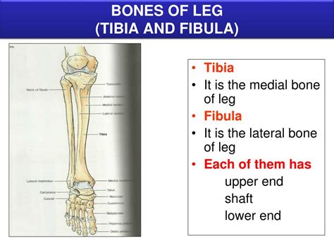 Lower Limb Bones Anatomy Ppt Vohra Limb Faculty Ksu Bocorawasuoro