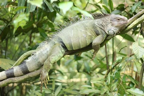 11 Interesting Facts About The Iguanas In Puerto Rico