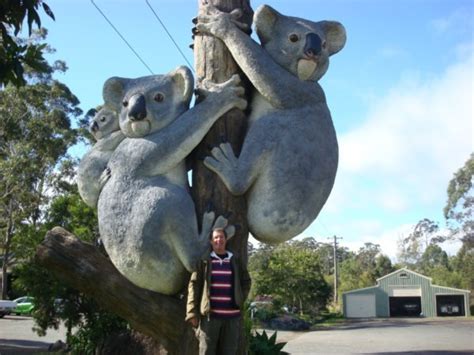 Dont Forget The Giant Koala Bears Mate Photo