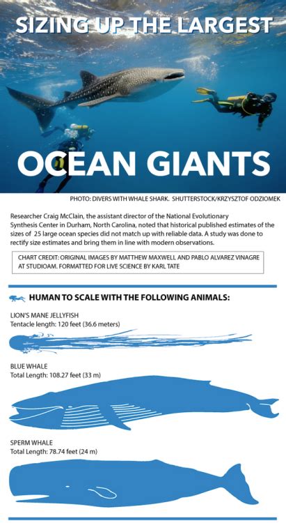 Ocean Giants American Infographic