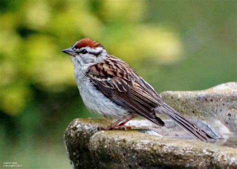 Chipping Sparrow Woodchuck Wonderland