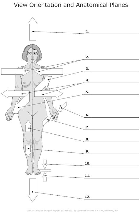 Objectives • describe the anatomical position verbally or by demonstrating it • demonstrate ability to use anatomical terms describing body landmarks, directions, planes, and surfaces. 17 Best Images of Worksheets Human Anatomy - Muscular ...