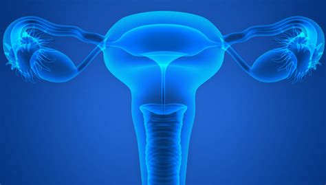 Scientists Surprised To Find Bacteria Inside Fallopian Tubes And Around Ovaries