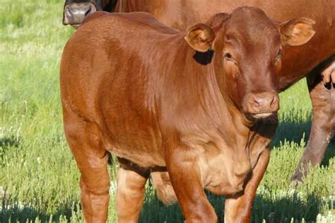 Healthy Livestock Beef Cows For Sale Cattle Livestock For Sale In