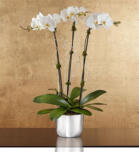 Triple Stem White Waterfall Orchid Jamaica Plain Florist