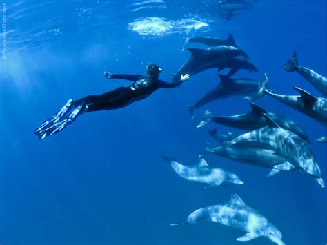 top10 best snorkeling spots to swim with dolphins snorkeling report