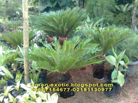 Nama lainnya adalah poa pratensis, jenis rumput ini mempunyai ciri khas warnanya yang hijau kebiruan sehingga banyak yang menamainya dengan istilah bluegrasses. tukang taman bogor,tukang taman dibogor,jasa tukang taman ...