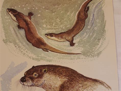 Otter Illustration Otter Art Otters