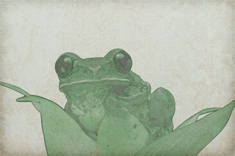 Green Frog Vintage Background Free Stock Photo Public Domain Pictures
