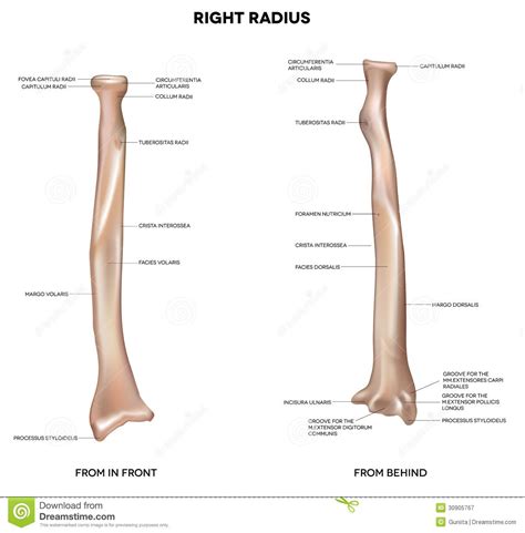 Learn the anatomy of the arm, and how to draw the muscles and bones of the arm. Arm and Elbow - Anatomy 5308 with Botterman at University of Texas - Southwestern Medical Center ...