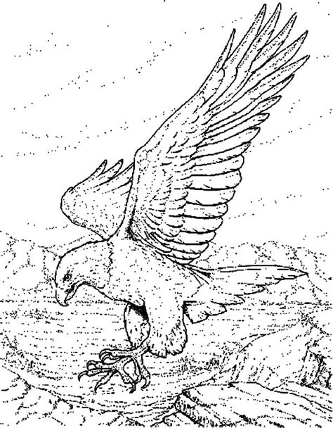 Eagle Soaring Drawing At Getdrawings Free Download