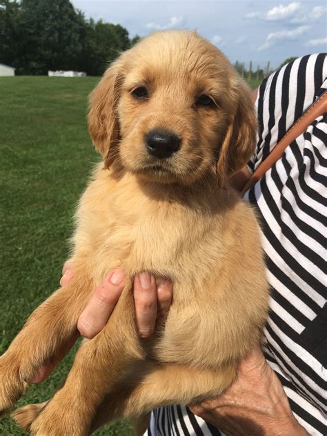 However free golden retrievers are a rarity as rescues usually charge a small adoption fee to cover their this page covers puppies and dogs in indianapolis, fort wayne, gary, south bend and the rest of indiana. The Indianapolis Star Classifieds Listings