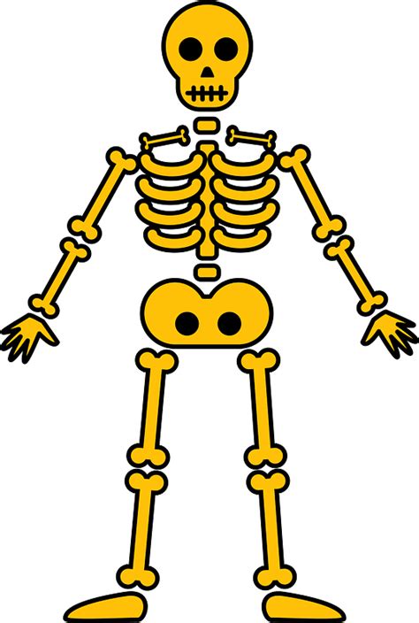 Clipart Skeleton Skeleton Diagram Clipart Skeleton Skeleton Diagram
