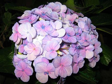 Natures Litmushydrangea Hydrangea Flowers Change Colou Flickr