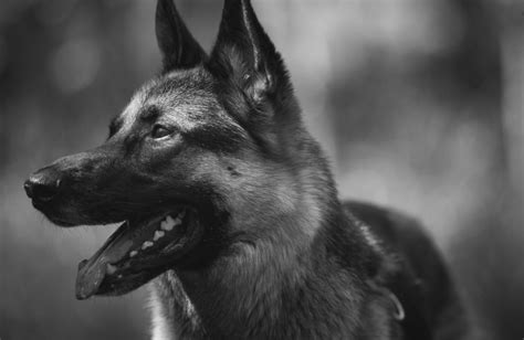 Fotografie Van David Yarrow ♥ Black German Shepherd Dog German