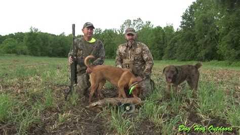 √ Coyote Hunting Dog Breeds Alumn Photograph