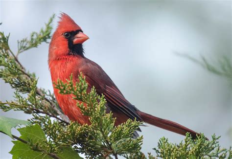 Cardinal Flying Lessons