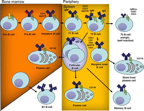 Pathways Of B Cell Development And Differentiation B Cells Are