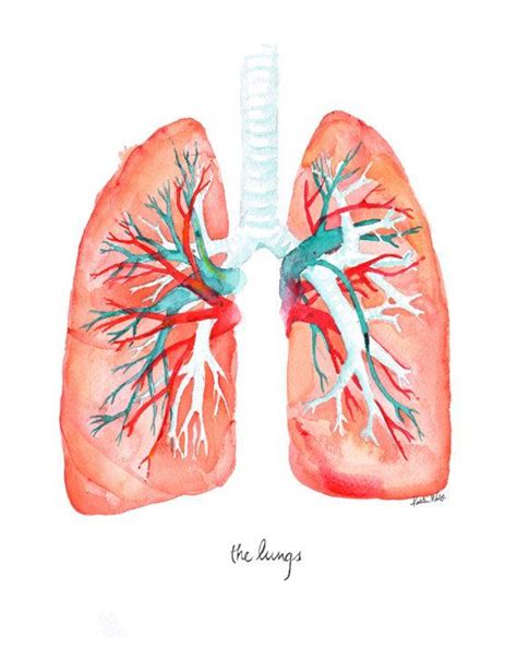 Lungs Art Print Lung Watercolor By Lyonroad On Etsy Lungs Art