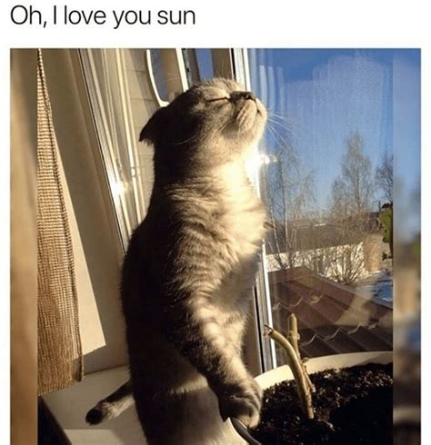 29 Purrfect Caturday Cat Memes That Will Leave You Feline Good Cat