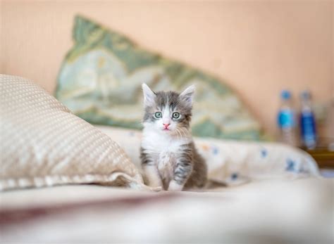 Download Adorable Tabby Kitten- The Purrfect Pfp Wallpaper | Wallpapers.com