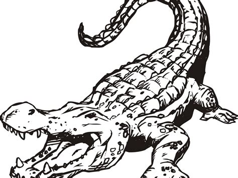 Nile Crocodile Coloring Page At Getdrawings Free Download