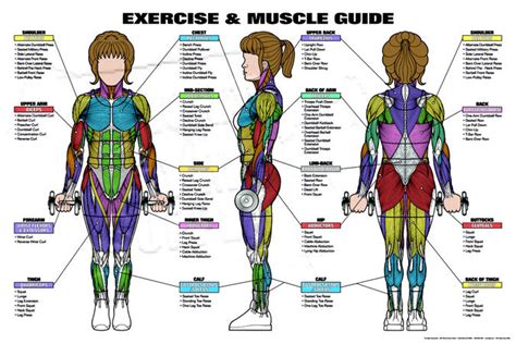 Female muscle chart muscle names major muscles muscle. Anatomical Posters-National Gym Supply, Inc