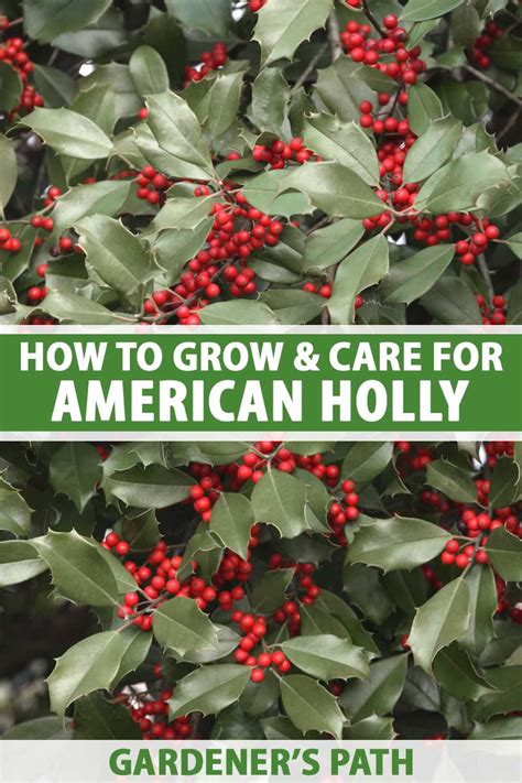 How To Grow And Care For American Holly Trees Ilex Opaca