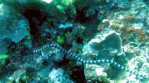 The banded sea krait's habitat includes shallow, tropical waters of coral reefs and mangrove swamps in the eastern indian and western pacific oceans. Black-banded Sea Krait - "OCEAN TREASURES" Memorial Library