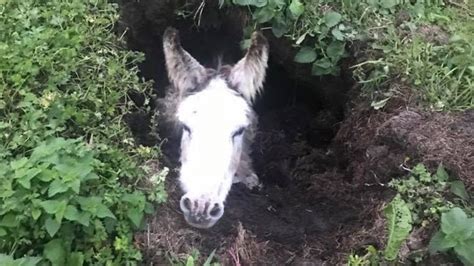 Eeyore The Donkey Rescued From Sinkhole In Helston Bbc News