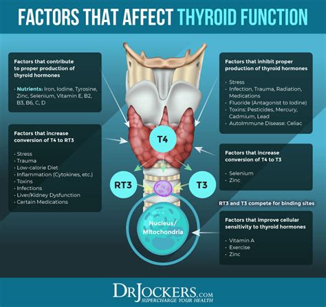 10 Nutrients To Improve Thyroid Function