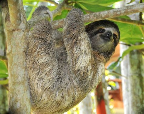 Sloths Spend Most Of Their Lives Hanging Upside Down From A Tree Branch