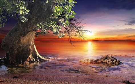 Nature Landscape Sunset Beach Trees Sea Sky Water Colorful