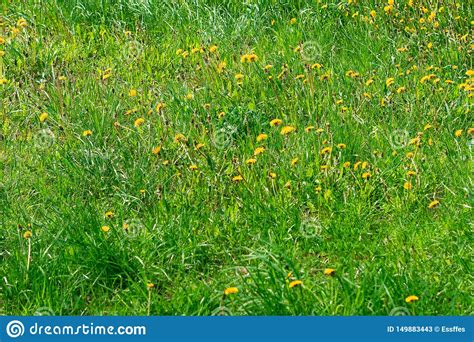 Green Meadow In Summer With Blooming Dandelions Stock Image Image Of