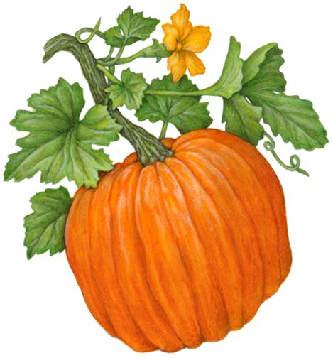 Pumpkin Vine Leaves Drawing Stylish Drawing