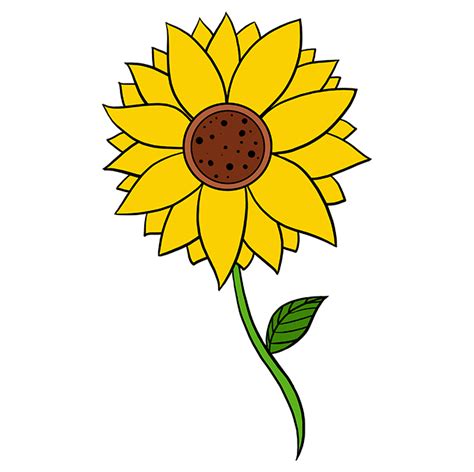 How To Draw A Sunflower Really Easy Drawing Tutorial Meopari