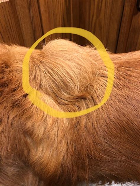 Opinions On Having Lipoma Removed Surgically Golden Retriever Dog Forums