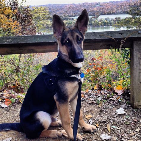 My Gsd Dually 5 Months Old Walking The Trails Shawnee Lookout Park