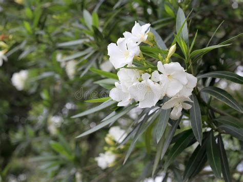 13045 Oleander Stock Photos Free And Royalty Free Stock Photos From