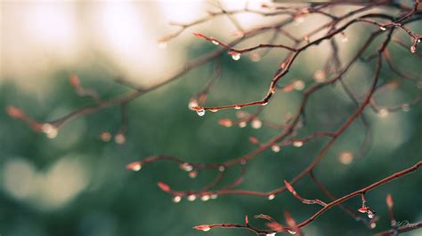 Spring Rain Wallpapers High Quality Free Download