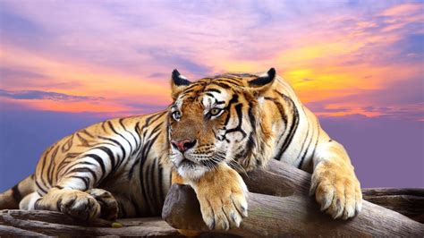 Tiger Resting At Sunset Image Abyss
