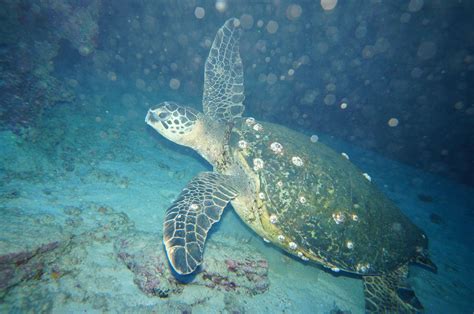 Green Sea Turtle Hawaiian Honu Island Divers Hawaii