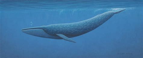 Blue Whale Facts For Kids Blue Whale Habitat And Diet
