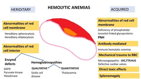 Hemolytic Anemia Extravascular Vs Intravascular Hemolysis