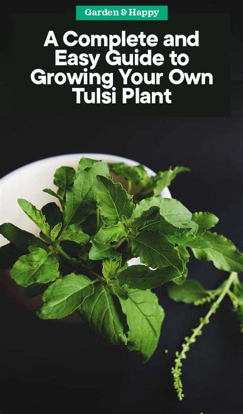 A Complete And Easy Guide To Growing Tulsi Plant Garden And Happy