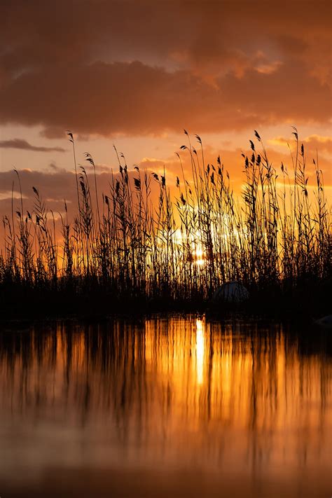 Lake Reeds Sunset Dusk Dark Hd Phone Wallpaper Peakpx