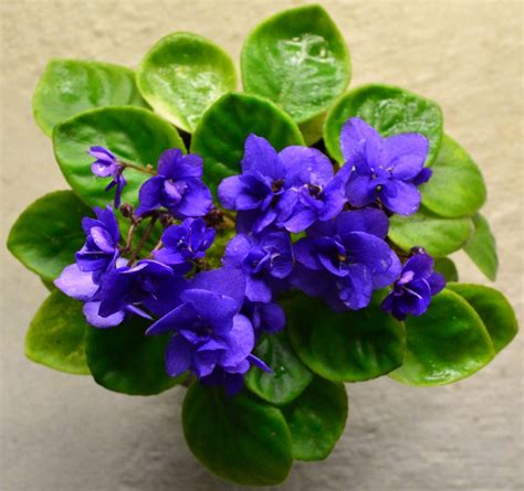 Central Coast African Violet Society Show And Sale April 28 2018