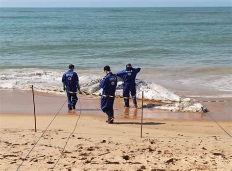 Baleia Jubarte De 11 Metros é Encontrada Morta Em Praia Do Espírito Santo • Sitebarra