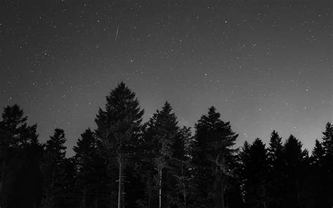 Royalty Free Photo Landscape Photography Of Pine Trees During Night
