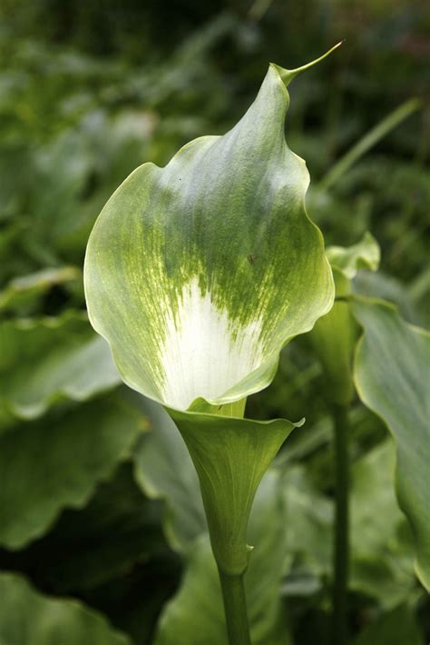 Photo 64857 Zantedeschia Aethiopica Green Goddess Plant Lust